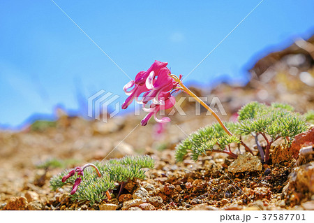 青空と駒草１ 37587701
