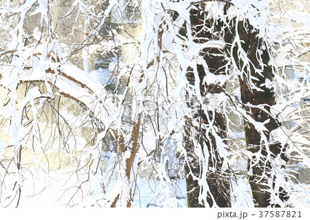 朝日の当たる雪風景 大雪 の写真素材