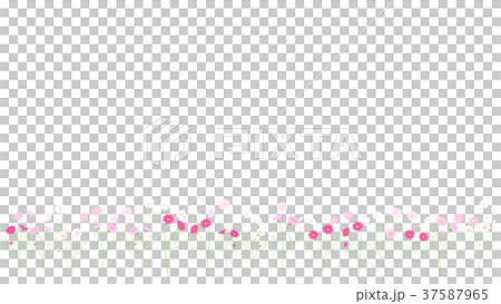 カラフル 花畑 背景 イラスト 横長 コスモス 白地のイラスト素材