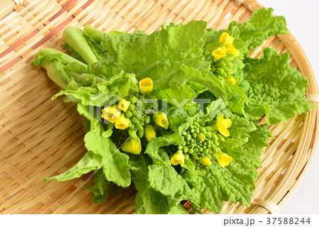 菜の花・春野菜 菜の花・春野菜 37588244