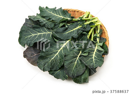 ブロッコリーの葉の写真素材