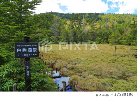 白駒湿原の春 37589196