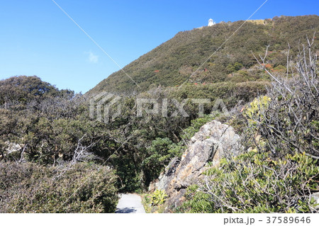 室戸岬灯台とウパメガシやアコウの森「室戸ジオパーク」「日本の灯台50選」「近代化産業遺産」(高知県) 室戸岬灯台とウパメガシやアコウの森「室戸ジオパーク」「日本の灯台50選」「近代化産業遺産」(高知県) 37589646