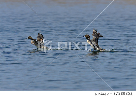 オナガガモ飛翔 37589852