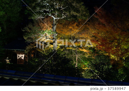 京都 雲龍院庭園のライトアップ 37589947