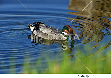 ヨシガモ 37590059