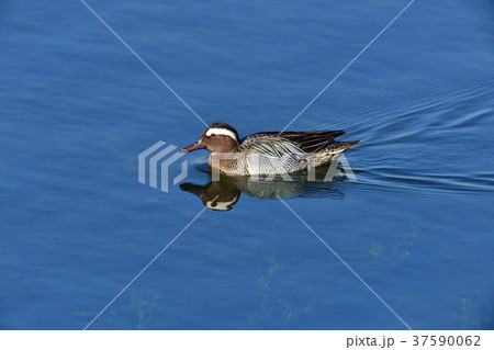 シマアジ 37590062