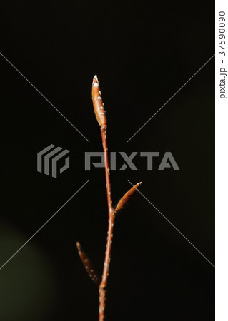 自然 植物 イヌブナ、冬芽です。細長くスマートな姿。芽鱗の先端の白が美しい模様を描きます① 自然 植物 イヌブナ、冬芽です。細長くスマートな姿。芽鱗の先端の白が美しい模様を描きます① 37590090