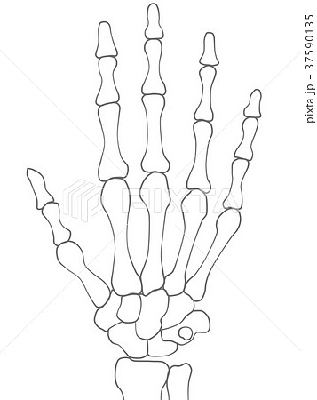 Hand Bone Stock Illustration