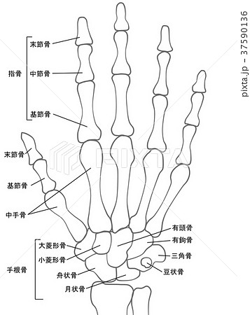 手の骨のイラスト素材