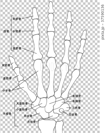 手骨 图库插图