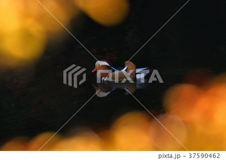 オシドリ オシドリ 37590462