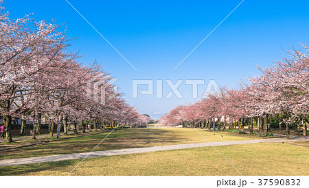 公園広場の桜並木 37590832