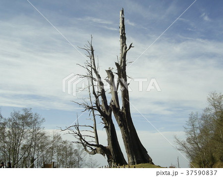 南投 阿里山 玉山 37590837