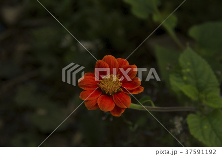 flower background 37591192