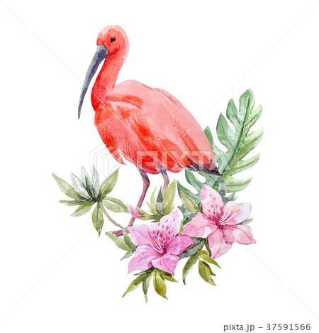 Watercolor Ibis Bird Compositionのイラスト素材