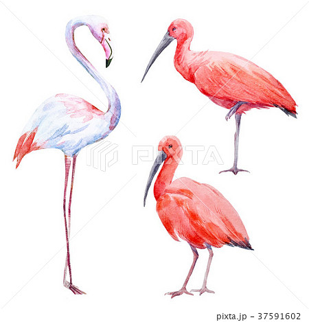 Watercolor Ibis And Flamingo Setのイラスト素材