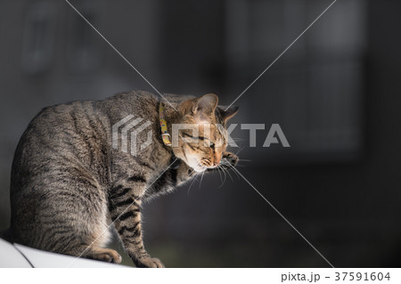 車の上のキジトラ猫 車の上のキジトラ猫 37591604