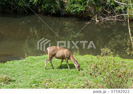 Sambar Doe Deer, Southeast Asian and Indian Deer Sambar Doe Deer, Southeast Asian and Indian Deer 37592022