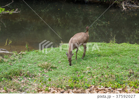 Sambar Doe Deer, Southeast Asian and Indian Deer 37592027