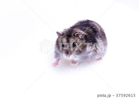 Normal Color of Winter White Hamster Normal Color of Winter White Hamster 37592615