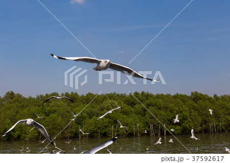 Slender-billed Gull flying Slender-billed Gull flying 37592617
