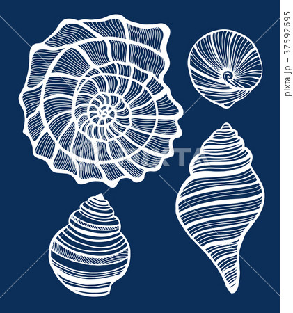 Set of Shells in Hand Drawn Style 37592695