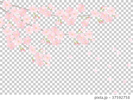 Cherry blossoms in full bloom Sakura blizzard Someiyoshino 37592758