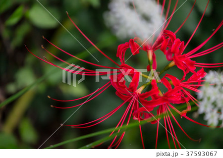 彼岸花 37593067