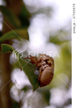 蚕 カイコ 変化 37593679