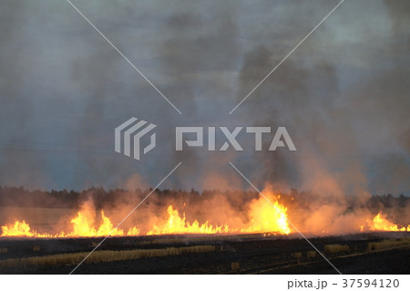 dry field burning flame 37594120