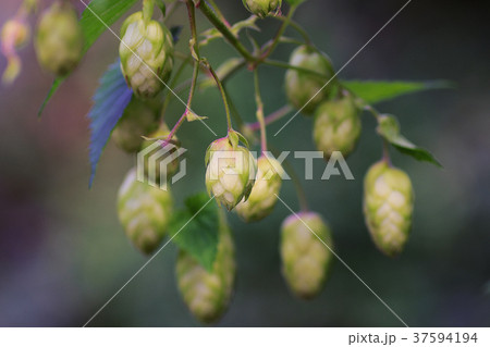 Hop plant Twigs of hops background. Ingredients Hop plant Twigs of hops background. Ingredients 37594194