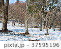 雪の降った翌日の公園の丘 37595196