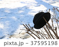 雪の降った翌日の枯れ木にかかる帽子1 37595198