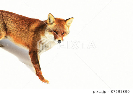 ホンドギツネ アカギツネ キツネ 狐 Japanese Red Fox 野性動物 雪 冬 自然 の写真素材