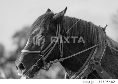 ばんえい競馬 朝調教 37595482