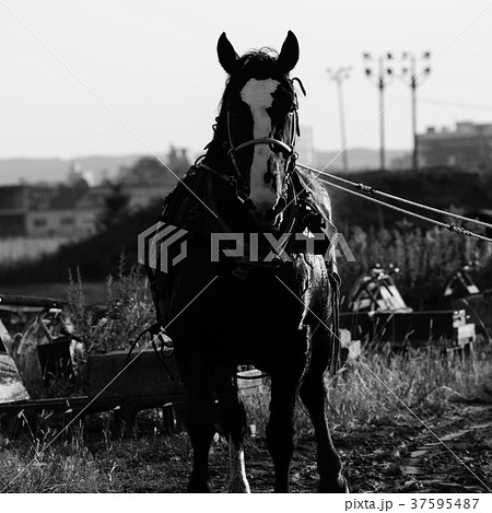 ばんえい競馬 朝調教 ばんえい競馬 朝調教 37595487