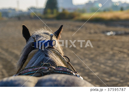 ばんえい競馬(騎手からの目線) ばんえい競馬(騎手からの目線) 37595787
