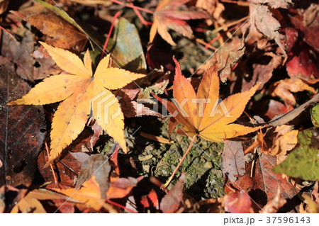 もみじ もみじ 37596143