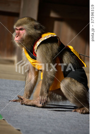 猿まわし 猿まわし 37596319