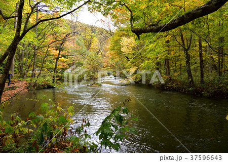 奥入瀬渓流　秋の奥入瀬渓流、緩やかな流れの石ヶ戸バス停付近 37596643