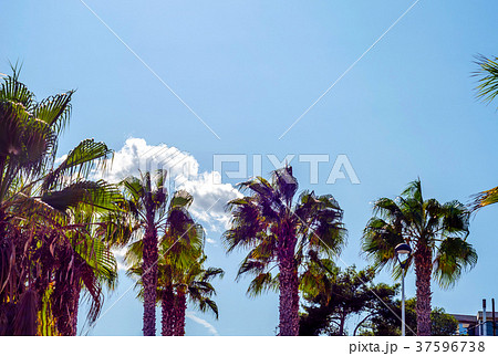beautiful spreading palm tree on the beach 37596738