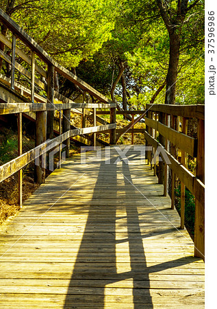 wooden boardwalk leading to the sandy beach wooden boardwalk leading to the sandy beach 37596986