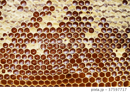 honeycomb with honey 37597717
