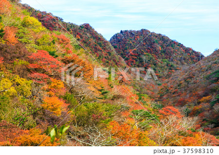雲仙岳の紅葉 国見岳 【長崎県雲仙市】 雲仙岳の紅葉 国見岳 【長崎県雲仙市】 37598310