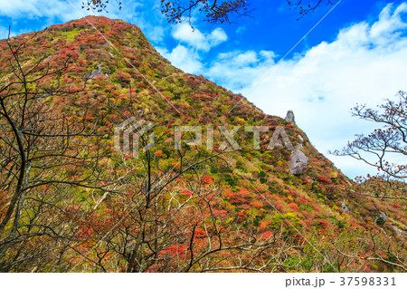雲仙岳の紅葉　国見岳　【長崎県雲仙市】 37598331