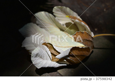 花 フラワー お花 37598342