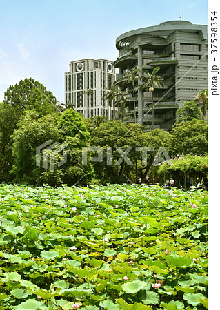 植物園 植物公園 蓮池 37598354