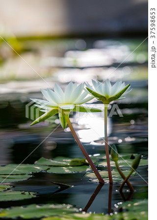 熱帯性睡蓮（スイレン） 37598653