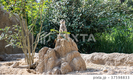 ミーアキャット ミーアキャット 37598833